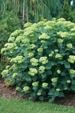 Invincibelle Sublime Smooth Hydrangea - 3 Gallon Pot 14 Invincibelle Sublime Smooth Hydrangea - 3 Gallon Pot -Flora Bloom Shop hydrangea arborescens invincibelle sublime 6