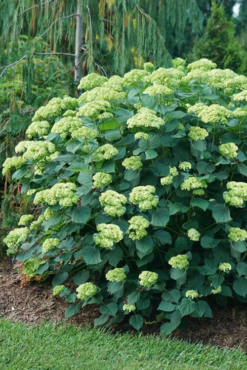 Invincibelle Sublime Smooth Hydrangea - 3 Gallon Pot 6 Invincibelle Sublime Smooth Hydrangea - 3 Gallon Pot - Image 6
