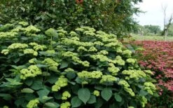 Invincibelle Sublime Smooth Hydrangea - 3 Gallon Pot 13 Invincibelle Sublime Smooth Hydrangea - 3 Gallon Pot -Flora Bloom Shop hydrangea arborescens invincibelle sublime 8