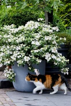 Fairytrail Bride Cascade Hydrangea - 3 Gallon Pot -Flora Bloom Shop hydrangea fairytrail bride 7