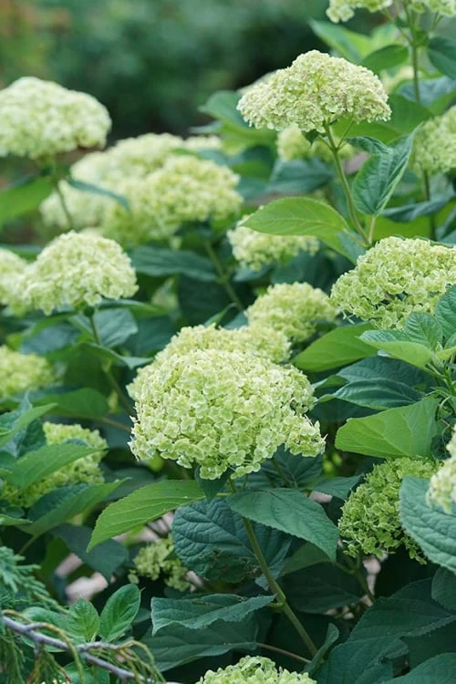 Invincibelle Sublime Smooth Hydrangea - 3 Gallon Pot 7 Invincibelle Sublime Smooth Hydrangea - 3 Gallon Pot - Image 7