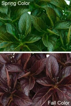 Akadama Hydrangea - 3 Gallon Pot -Flora Bloom Shop hydrangea macrophylla akadama 4