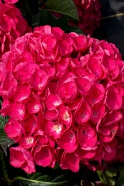 Akadama Hydrangea - 3 Gallon Pot -Flora Bloom Shop hydrangea macrophylla akadama 6