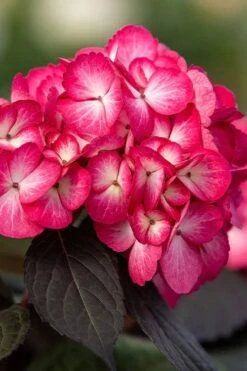 Eclipse Bigleaf Hydrangea - 3 Gallon Pot -Flora Bloom Shop hydrangea macrophylla eclipse 1