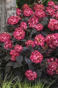 Eclipse Bigleaf Hydrangea - 3 Gallon Pot -Flora Bloom Shop hydrangea macrophylla eclipse 3
