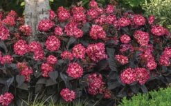 Eclipse Bigleaf Hydrangea - 3 Gallon Pot -Flora Bloom Shop hydrangea macrophylla eclipse 4