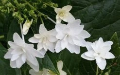 Fuji Waterfall Hydrangea - 3 Gallon Pot -Flora Bloom Shop hydrangea macrophylla fuji waterfall 2