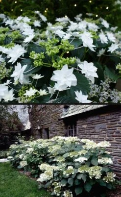 Fuji Waterfall Hydrangea - 1 Gallon Pot -Flora Bloom Shop hydrangea macrophylla fuji waterfall 4 1