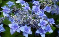 Izu No Hana Lacecap Hydrangea - 3 Gallon Pot 11 Izu No Hana Lacecap Hydrangea - 3 Gallon Pot -Flora Bloom Shop hydrangea macrophylla izu no ito 4