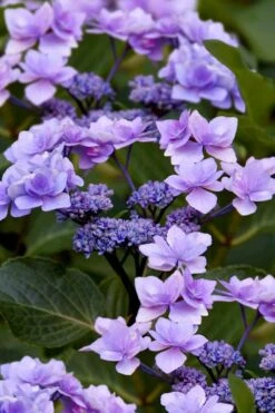 Izu No Hana Lacecap Hydrangea - 3 Gallon Pot 13 Izu No Hana Lacecap Hydrangea - 3 Gallon Pot -Flora Bloom Shop hydrangea macrophylla izu no ito 9