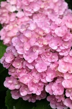 Love Hydrangea - 3 Gallon Pot 8 Love Hydrangea - 3 Gallon Pot -Flora Bloom Shop hydrangea macrophylla love 5
