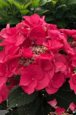Cherry Explosion Hydrangea - 1 Gallon Pot -Flora Bloom Shop hydrangea macrophylla mckay cherry explosion 100