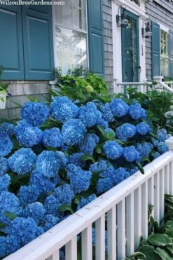 Nantucket Blue Hydrangea - 3 Gallon Pot 10 Nantucket Blue Hydrangea - 3 Gallon Pot -Flora Bloom Shop hydrangea macrophylla nantucket 2