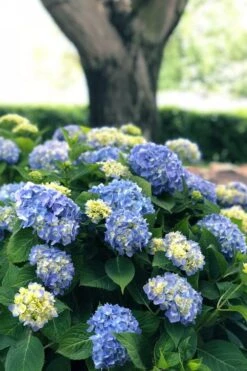 Nantucket Blue Hydrangea - 3 Gallon Pot 13 Nantucket Blue Hydrangea - 3 Gallon Pot -Flora Bloom Shop hydrangea macrophylla nantucket 3