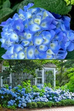 Nantucket Blue Hydrangea - 3 Gallon Pot 12 Nantucket Blue Hydrangea - 3 Gallon Pot -Flora Bloom Shop hydrangea macrophylla nantucket 4