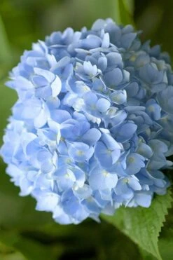 Penny Mac Hydrangea - 1 Gallon Pot -Flora Bloom Shop hydrangea macrophylla penny mac 21