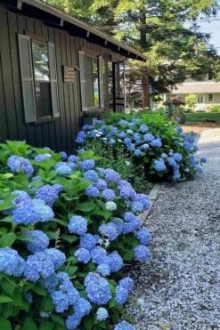 Penny Mac Hydrangea - 1 Gallon Pot -Flora Bloom Shop hydrangea macrophylla penny mac 23
