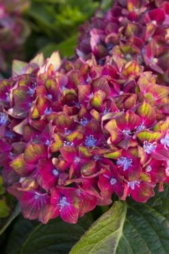 Pistachio Hydrangea - 3 Gallon Pot -Flora Bloom Shop hydrangea macrophylla pistachio 2