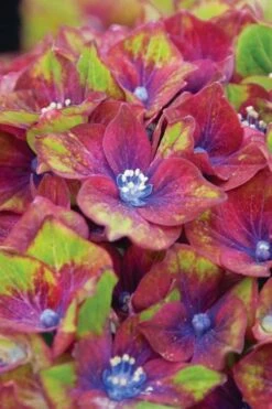 Pistachio Hydrangea - 5 Gallon Pot -Flora Bloom Shop hydrangea macrophylla pistachio 6 1