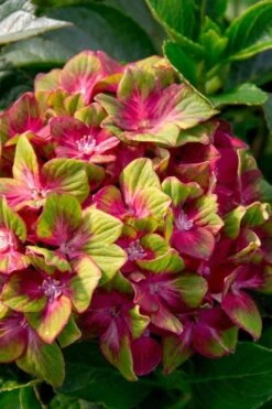 Pistachio Hydrangea - 3 Gallon Pot -Flora Bloom Shop hydrangea macrophylla pistachio 7