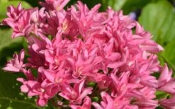 Princess Diana Hydrangea - 3 Gallon Pot 15 Princess Diana Hydrangea - 3 Gallon Pot -Flora Bloom Shop hydrangea macrophylla princess diana 1