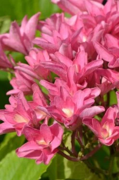 Princess Diana Hydrangea - 3 Gallon Pot 16 Princess Diana Hydrangea - 3 Gallon Pot -Flora Bloom Shop hydrangea macrophylla princess diana 3