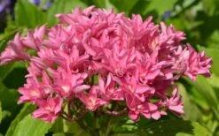 Princess Diana Hydrangea - 3 Gallon Pot 14 Princess Diana Hydrangea - 3 Gallon Pot -Flora Bloom Shop hydrangea macrophylla princess diana 5