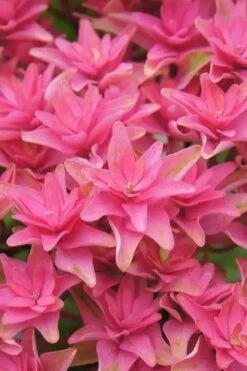 Princess Diana Hydrangea - 3 Gallon Pot 17 Princess Diana Hydrangea - 3 Gallon Pot -Flora Bloom Shop hydrangea macrophylla princess diana 6