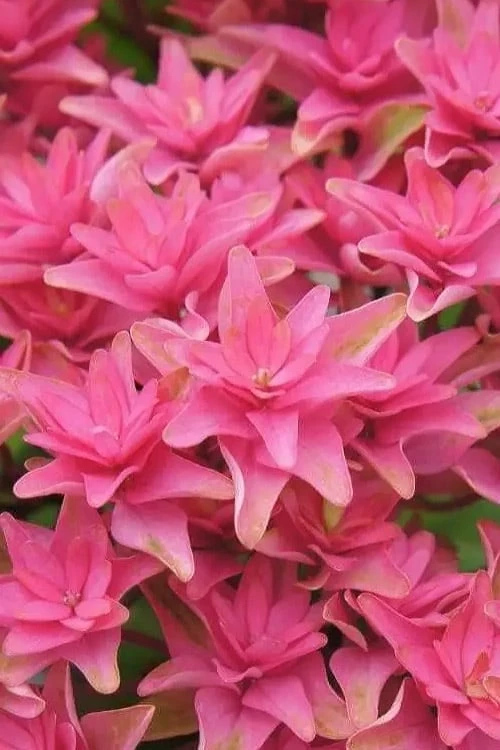 Princess Diana Hydrangea - 3 Gallon Pot 9 Princess Diana Hydrangea - 3 Gallon Pot - Image 9