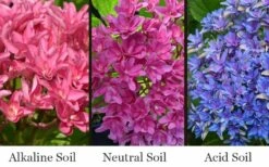 Princess Diana Hydrangea - 3 Gallon Pot 12 Princess Diana Hydrangea - 3 Gallon Pot -Flora Bloom Shop hydrangea macrophylla princess diana 8