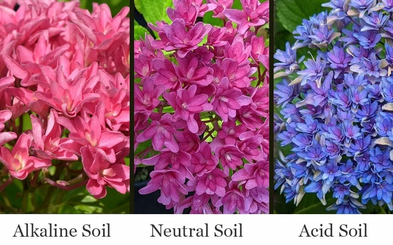 Princess Diana Hydrangea - 3 Gallon Pot 4 Princess Diana Hydrangea - 3 Gallon Pot - Image 4