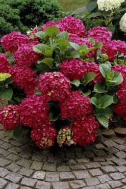 Red Sensation Hydrangea - 3 Gallon Pot -Flora Bloom Shop hydrangea macrophylla red sensation 2