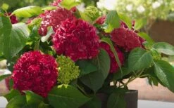 Red Sensation Hydrangea - 3 Gallon Pot -Flora Bloom Shop hydrangea macrophylla red sensation 6
