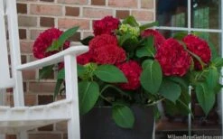 Red Sensation Hydrangea - 3 Gallon Pot -Flora Bloom Shop hydrangea macrophylla red sensation 7