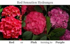 Red Sensation Hydrangea - 3 Gallon Pot -Flora Bloom Shop hydrangea macrophylla red sensation 8