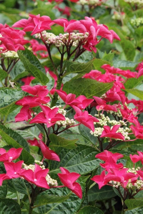 Teller Red Hydrangea - 1 Gallon Pot 1 Teller Red Hydrangea - 1 Gallon Pot