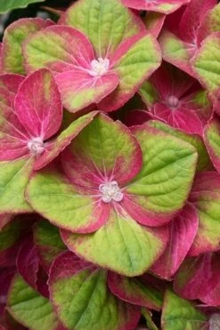 Tilt-A-Swirl Hydrangea - 3 Gallon Pot 15 Tilt-A-Swirl Hydrangea - 3 Gallon Pot -Flora Bloom Shop hydrangea macrophylla tilt a swirl 4