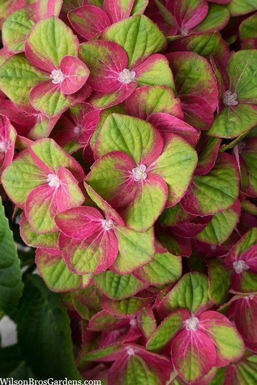 Tilt-A-Swirl Hydrangea - 3 Gallon Pot 4 Tilt-A-Swirl Hydrangea - 3 Gallon Pot - Image 4