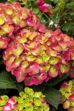 Tilt-A-Swirl Hydrangea - 3 Gallon Pot 12 Tilt-A-Swirl Hydrangea - 3 Gallon Pot -Flora Bloom Shop hydrangea macrophylla tilt a swirl 7