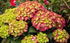 Tilt-A-Swirl Hydrangea - 3 Gallon Pot 14 Tilt-A-Swirl Hydrangea - 3 Gallon Pot -Flora Bloom Shop hydrangea macrophylla tilt a swirl 8