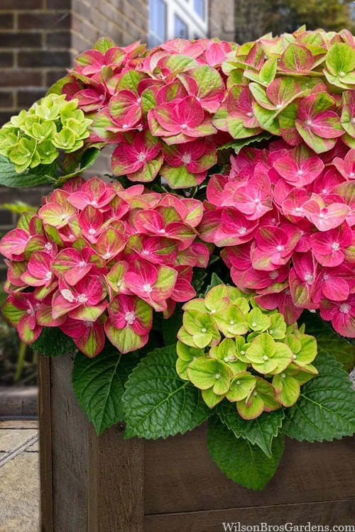 Tilt-A-Swirl Hydrangea - 3 Gallon Pot 1 Tilt-A-Swirl Hydrangea - 3 Gallon Pot