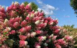 Berry White Panicle Hydrangea - 3 Gallon Pot -Flora Bloom Shop hydrangea paniculata berry white 4