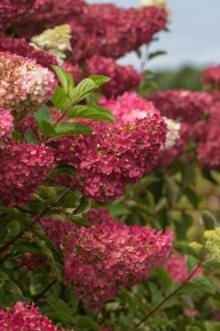 Berry White Panicle Hydrangea - 3 Gallon Pot -Flora Bloom Shop hydrangea paniculata berry white 5