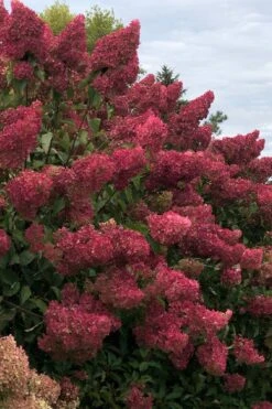 Berry White Panicle Hydrangea - 3 Gallon Pot -Flora Bloom Shop hydrangea paniculata berry white 7