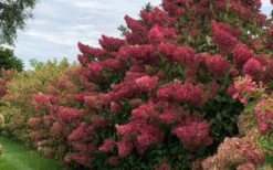 Berry White Panicle Hydrangea - 3 Gallon Pot -Flora Bloom Shop hydrangea paniculata berry white 8