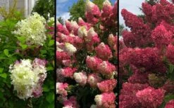 Berry White Panicle Hydrangea - 3 Gallon Pot -Flora Bloom Shop hydrangea paniculata berry white 9