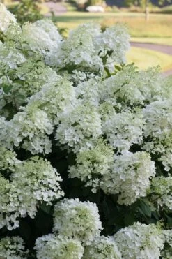 Bobo Hydrangea - 3 Gallon Pot 10 Bobo Hydrangea - 3 Gallon Pot -Flora Bloom Shop hydrangea paniculata bobo 3