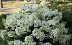 Bobo Hydrangea - 3 Gallon Pot 11 Bobo Hydrangea - 3 Gallon Pot -Flora Bloom Shop hydrangea paniculata bobo 4