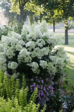 Bobo Hydrangea - 3 Gallon Pot 9 Bobo Hydrangea - 3 Gallon Pot -Flora Bloom Shop hydrangea paniculata bobo 5