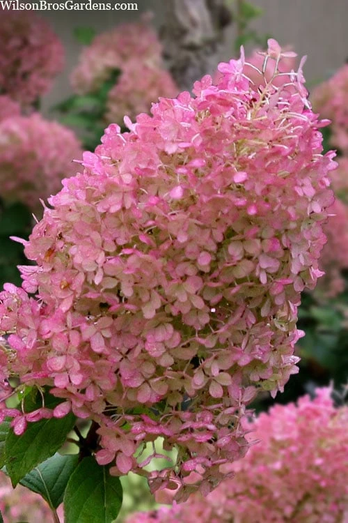 Bobo Hydrangea - 3 Gallon Pot 1 Bobo Hydrangea - 3 Gallon Pot